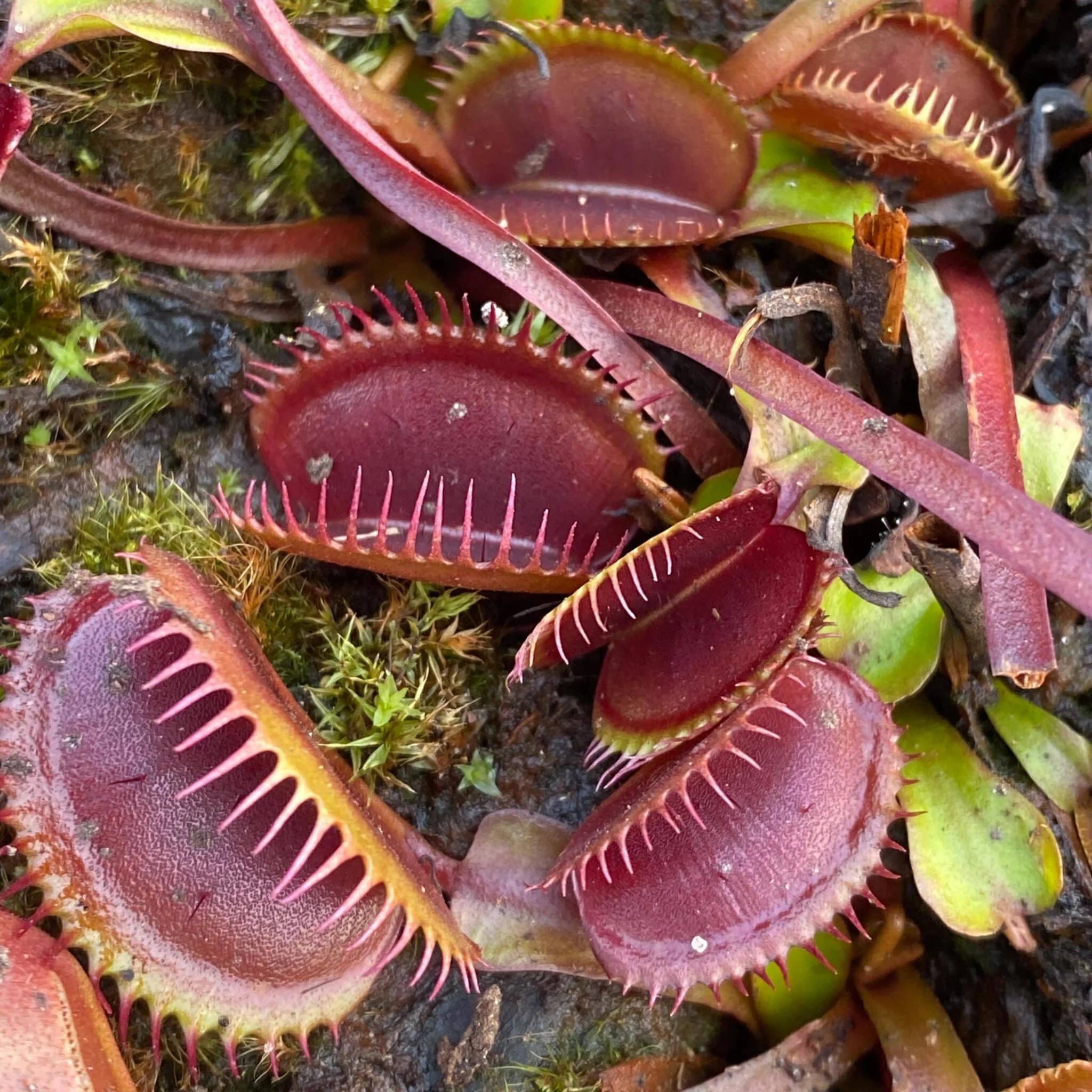Dionaea muscipula “BCP Akai Riu Clone F12“ 大森食虫植物農園
