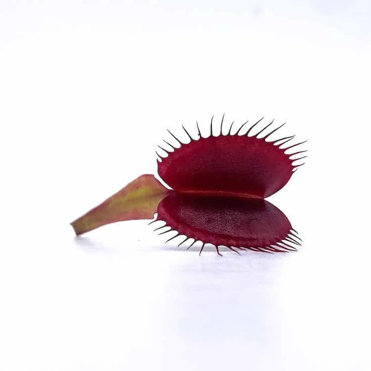 Dionaea muscipula „BCP Akai Riu Clone F15“ 大森食虫植物農園
