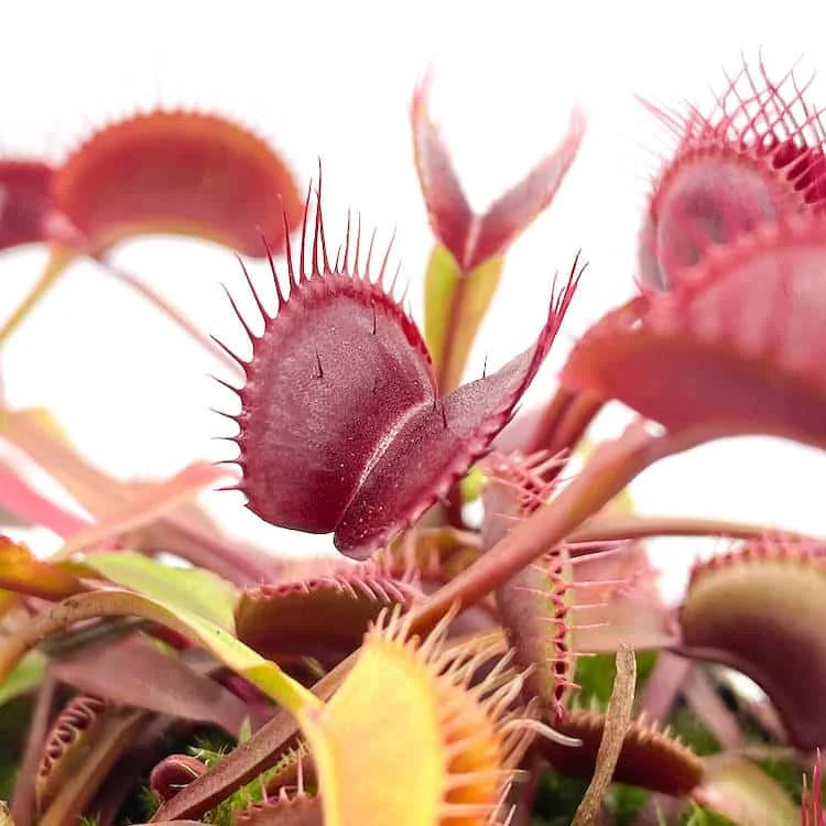 Dionaea muscipula „BCP Akai Riu Clone F15“ 大森食虫植物農園
