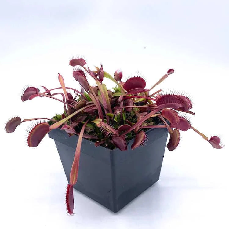 Dionaea muscipula „BCP Akai Riu Clone F15“ 大森食虫植物農園