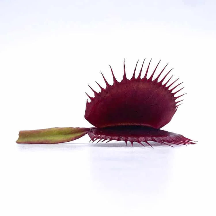 Dionaea muscipula „BCP Akai Riu Clone F3“ 大森食虫植物農園