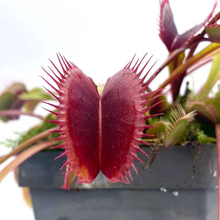 Dionaea muscipula „BCP Akai Riu Clone F3“ 大森食虫植物農園