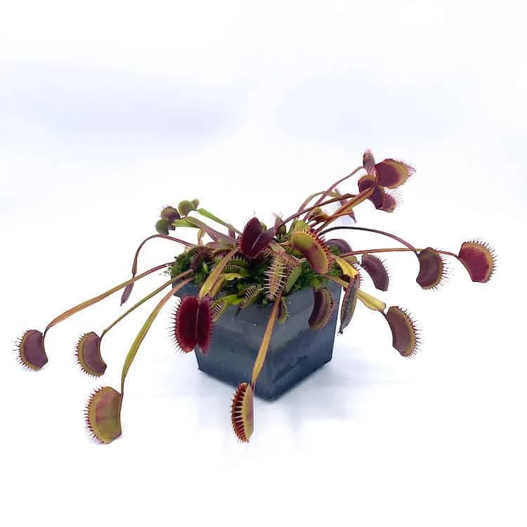 Dionaea muscipula “BCP Akai Riu Clone F3“ 大森食虫植物農園