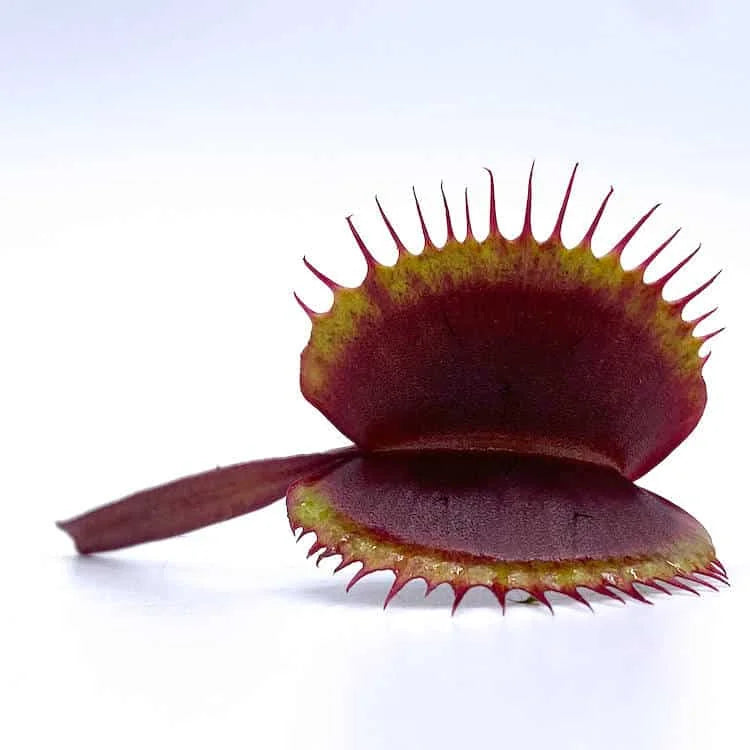 Dionaea muscipula “BCP Akai Riu Clone F5“ 大森食虫植物農園