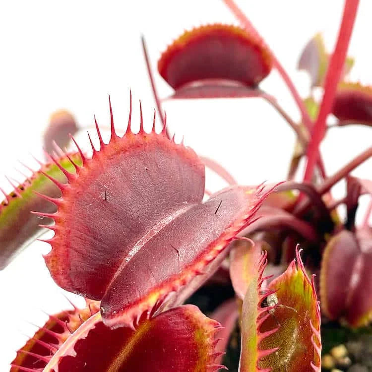 Dionaea muscipula „BCP Akai Riu Clone F5“ 大森食虫植物農園