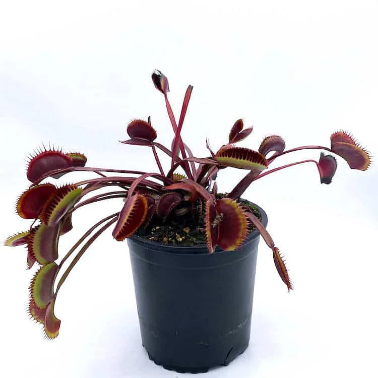 Dionaea muscipula „BCP Akai Riu Clone F5“ 大森食虫植物農園