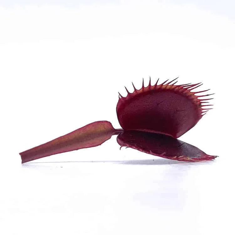 Dionaea muscipula “BCP Akai Riu Clone F9“ 大森食虫植物農園