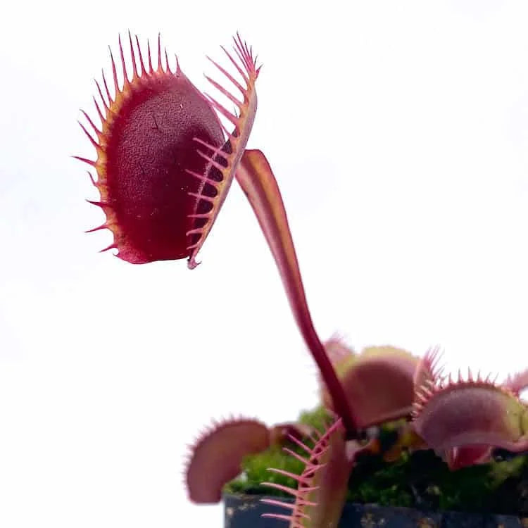 Dionaea muscipula “BCP Akai Riu Clone F9“ 大森食虫植物農園