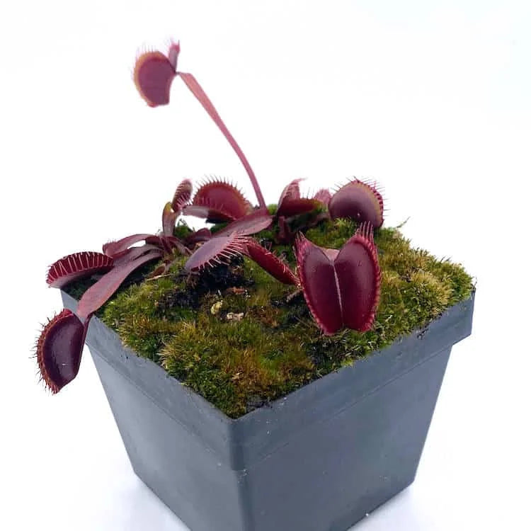 Dionaea muscipula “BCP Akai Riu Clone F9“ 大森食虫植物農園