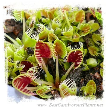 Dionaea muscipula 'BCP CRAZY CUP TRAP, BCP 1343-05' [BCP ID# 1343-05] / 2株の苗, 2-5 cm 大森食虫植物農園