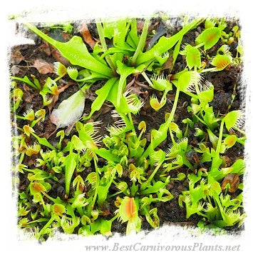 Dionaea muscipula 'BCP CRAZY CUP TRAP, BCP 1343-05' [BCP ID# 1343-05] / 2株の苗, 2-5 cm 大森食虫植物農園