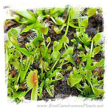 Dionaea muscipula 'BCP CRAZY CUP TRAP, BCP 1343-05' [BCP ID# 1343-05] / 2株の苗, 2-5 cm 大森食虫植物農園