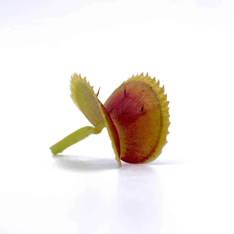 Dionaea muscipula „BCP Clone X 11“ 大森食虫植物農園