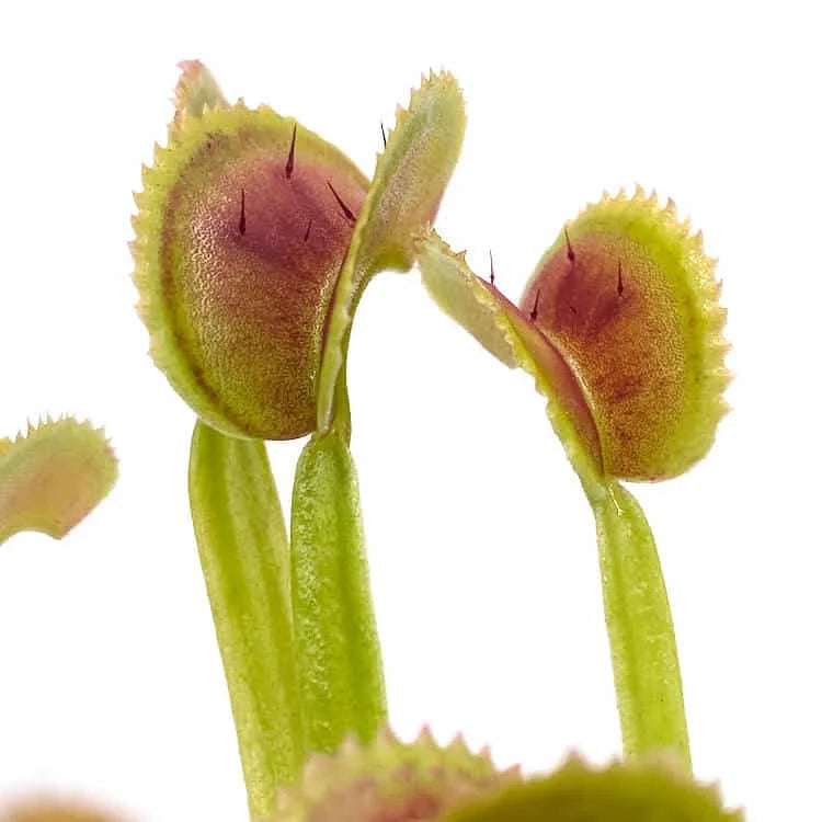 Dionaea muscipula “BCP Clone X 11“ 大森食虫植物農園