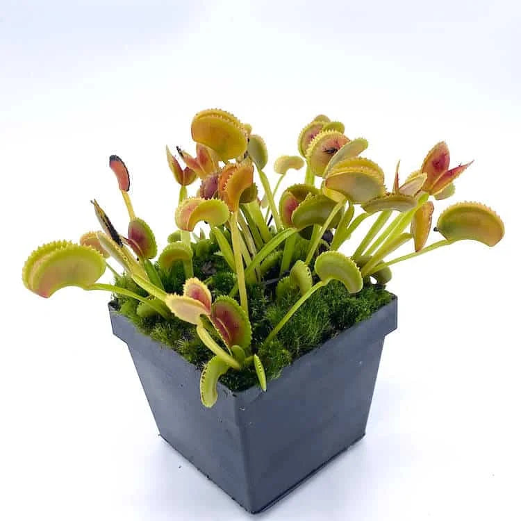 Dionaea muscipula „BCP Clone X 11“ 大森食虫植物農園