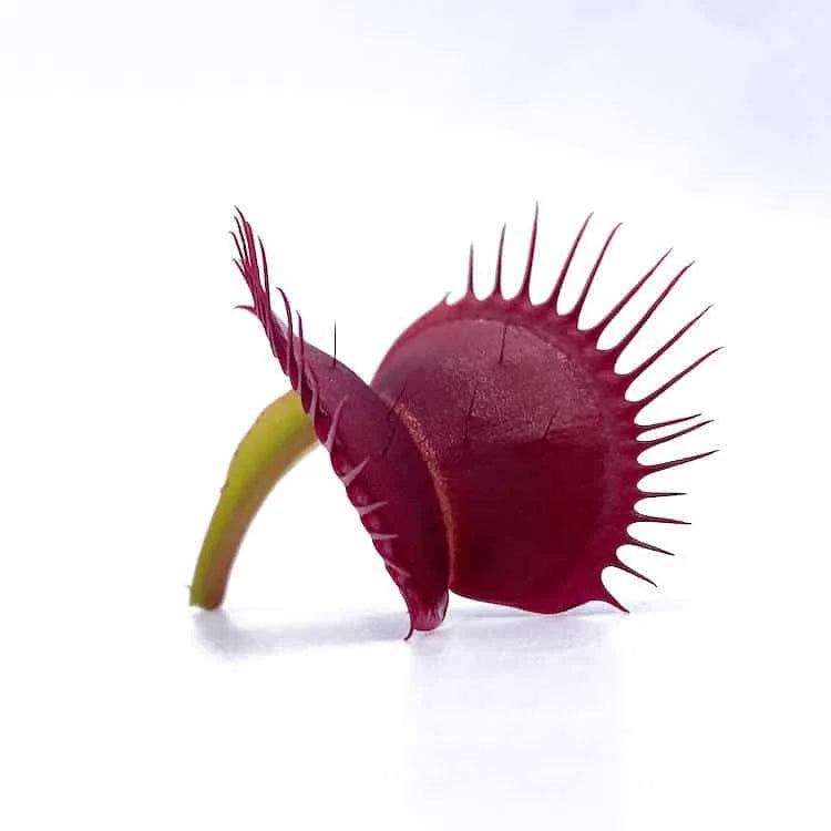 Dionaea muscipula “BCP Clone Z 11“ 大森食虫植物農園