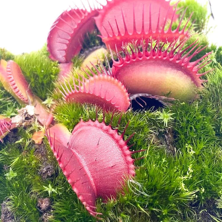 Dionaea muscipula “BCP Clone Z 11“ 大森食虫植物農園