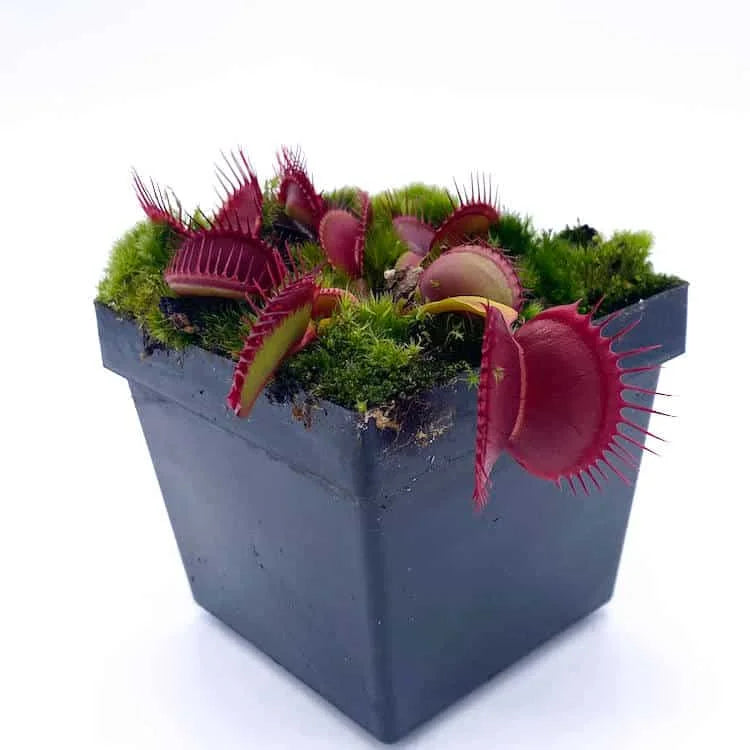 Dionaea muscipula „BCP Clone Z 11“ 大森食虫植物農園