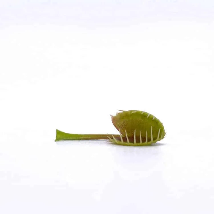 Dionaea muscipula „BCP Crazy Cup Trap“ 大森食虫植物農園