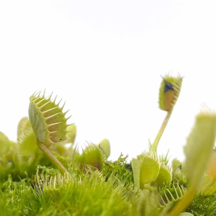 Dionaea muscipula „BCP Crazy Cup Trap“ 大森食虫植物農園