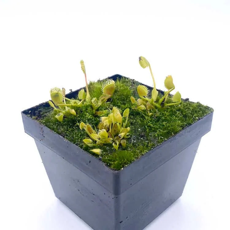 Dionaea muscipula „BCP Crazy Cup Trap“ 大森食虫植物農園
