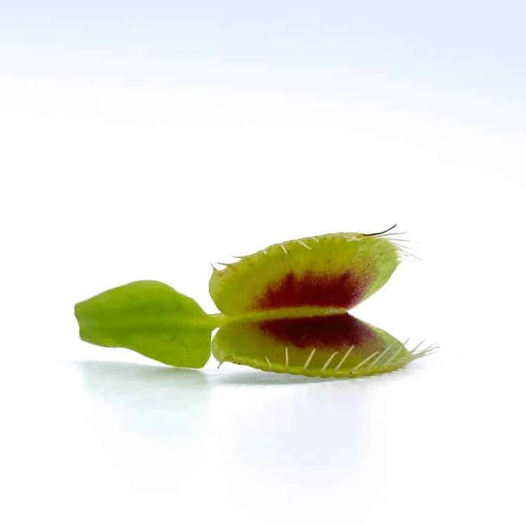 Dionaea muscipula „BCP H-52″ﾠ 大森食虫植物農園