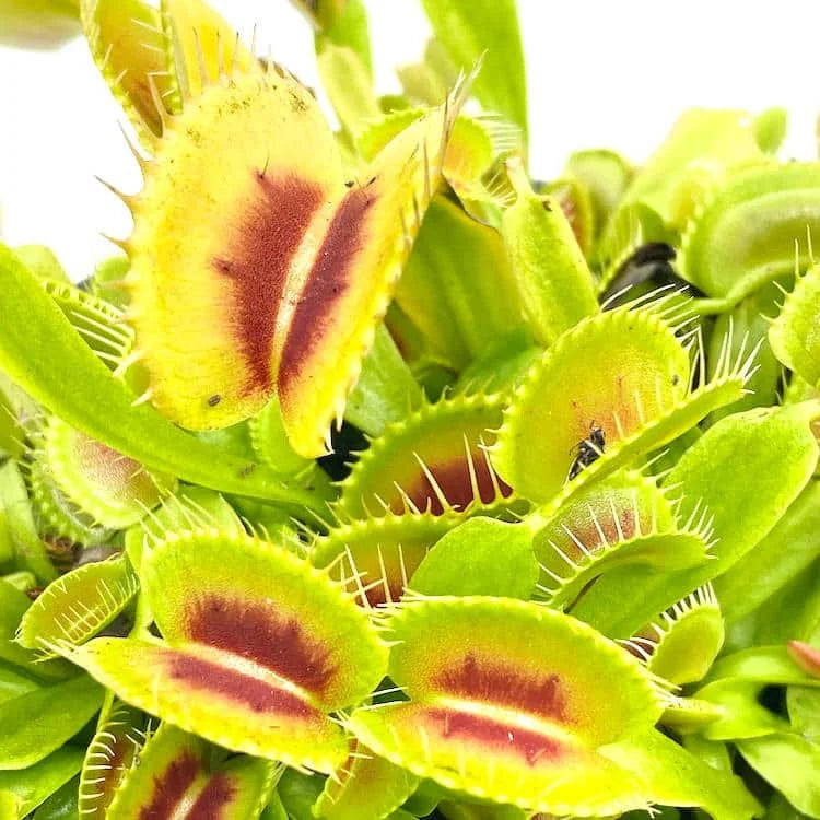 Dionaea muscipula „BCP H-52″ﾠ 大森食虫植物農園