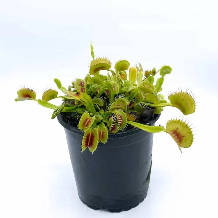 Dionaea muscipula „BCP H-52″ﾠ 大森食虫植物農園