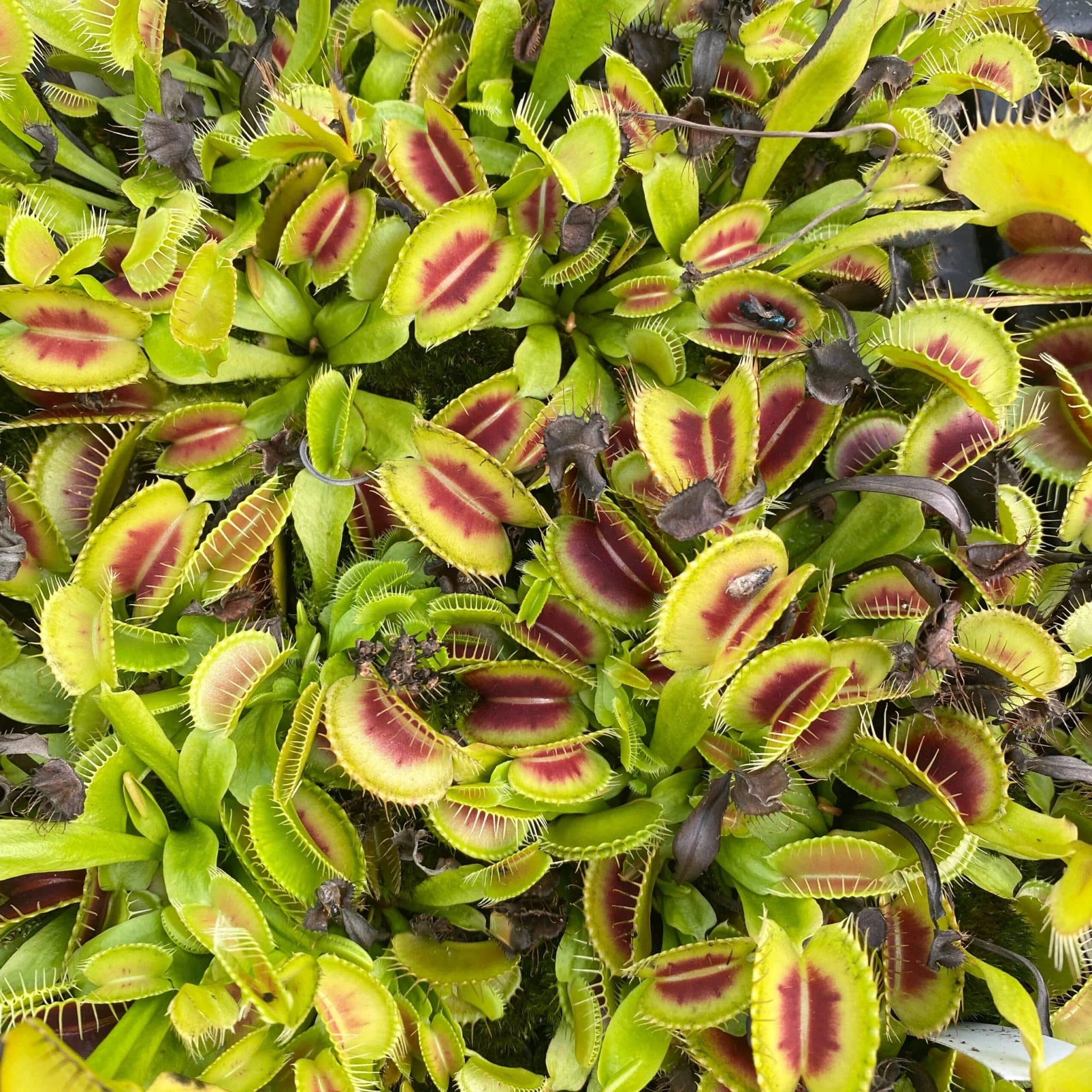 Dionaea muscipula „BCP H-52″ﾠ 大森食虫植物農園