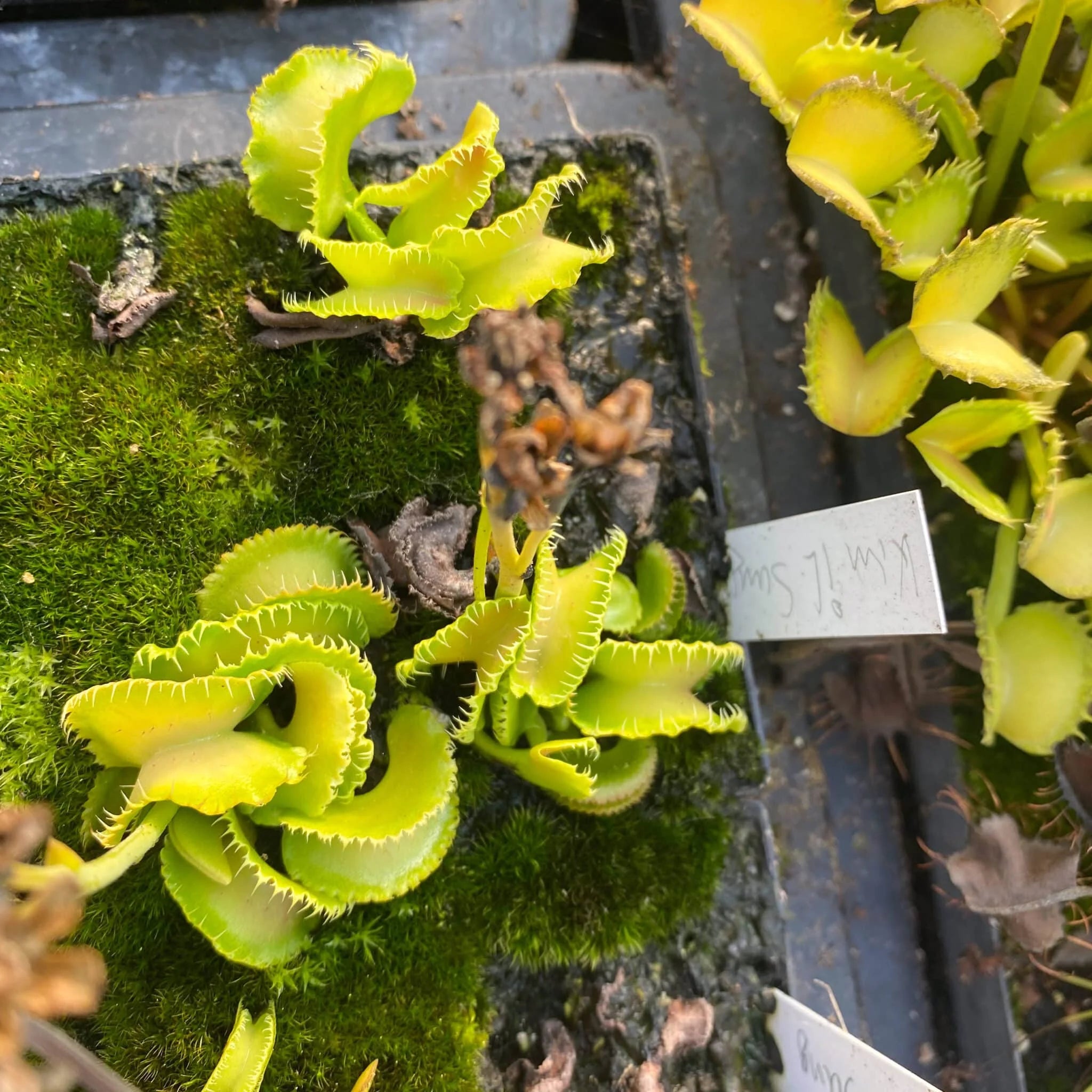 Dionaea muscipula „BCP Kim Il Sung“ 大森食虫植物農園