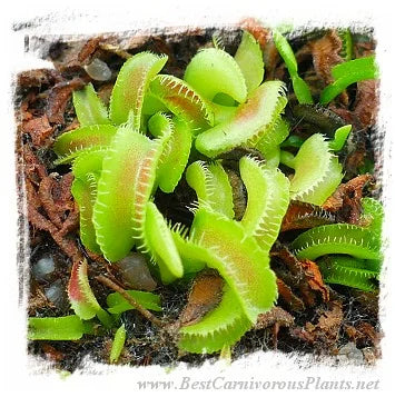 Dionaea muscipula 'BCP Kim Jong-un' [BCP ID# 1343-08] / 2株の苗, 1-3 cm 大森食虫植物農園