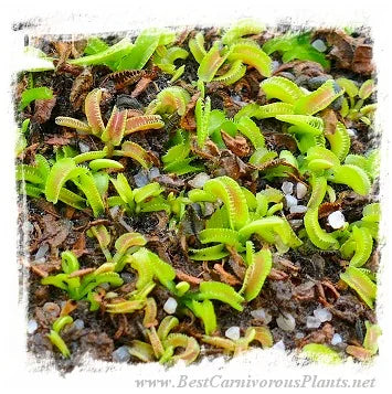 Dionaea muscipula 'BCP Kim Jong-un' [BCP ID# 1343-08] / 2株の苗, 1-3 cm 大森食虫植物農園