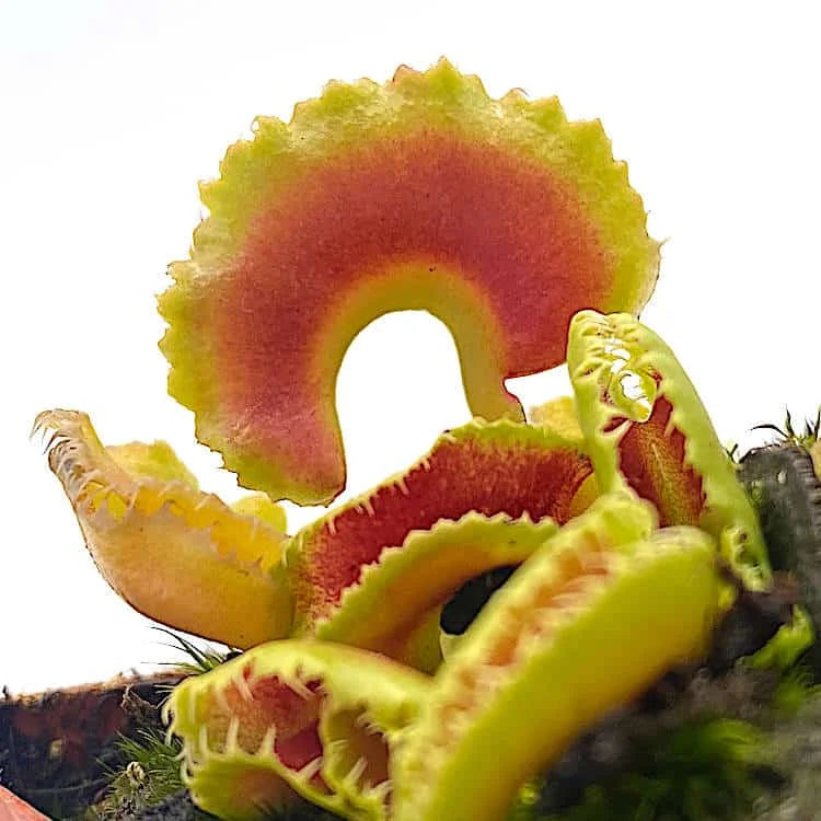 Dionaea muscipula „BCP Kim Jong il“ 大森食虫植物農園