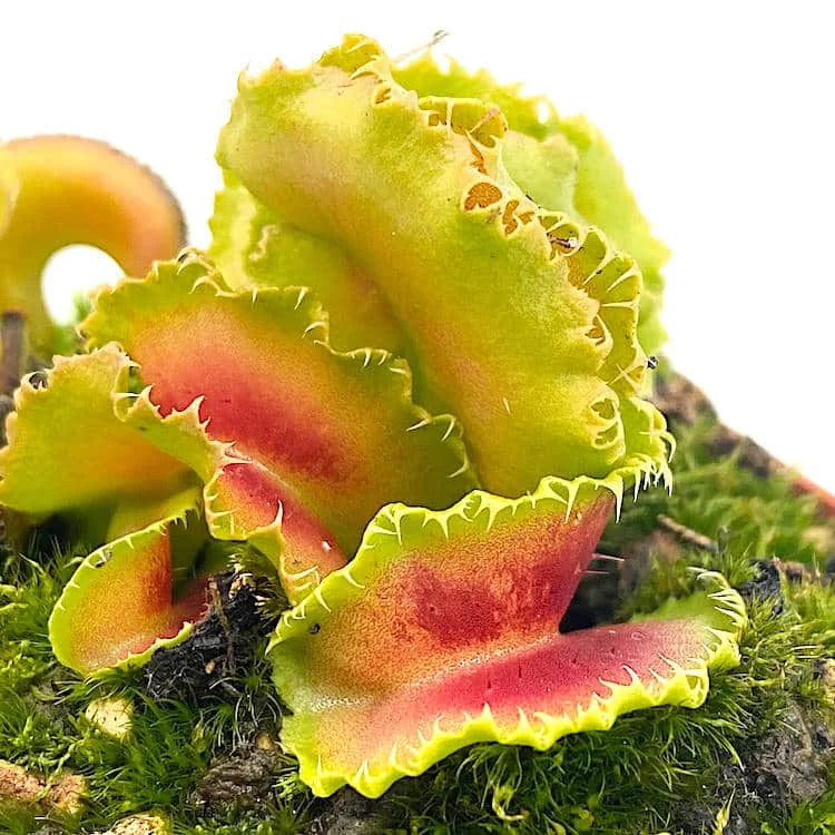 Dionaea muscipula „BCP Kim Jong il“ 大森食虫植物農園