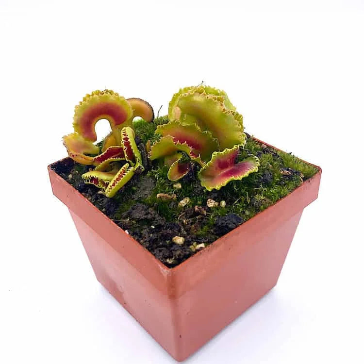 Dionaea muscipula „BCP Kim Jong il“ 大森食虫植物農園