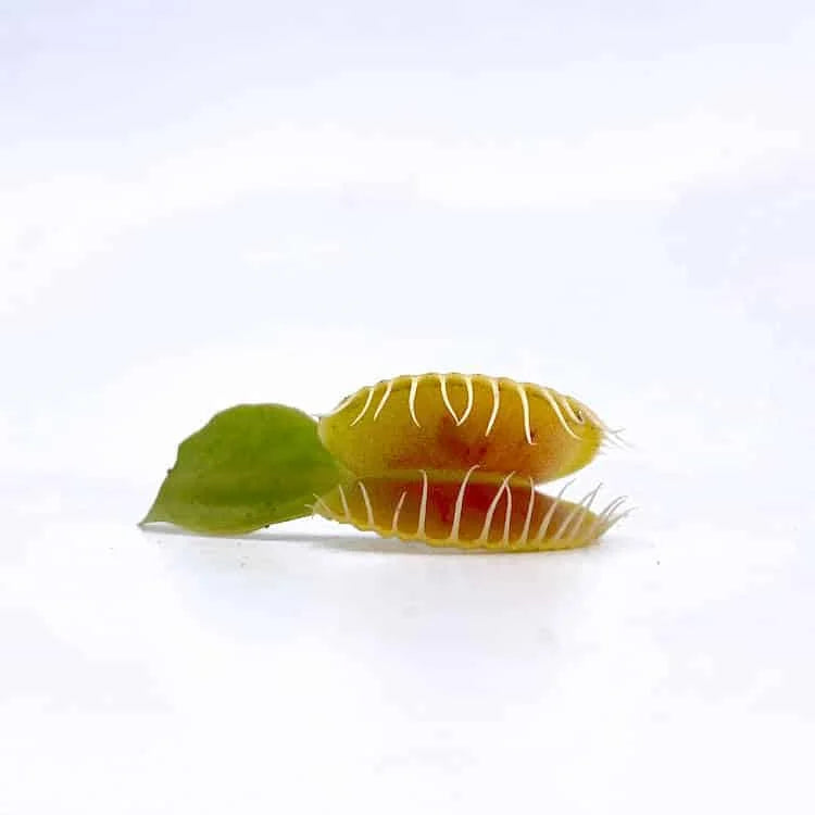 Dionaea muscipula „BCP Phoenix“ 大森食虫植物農園
