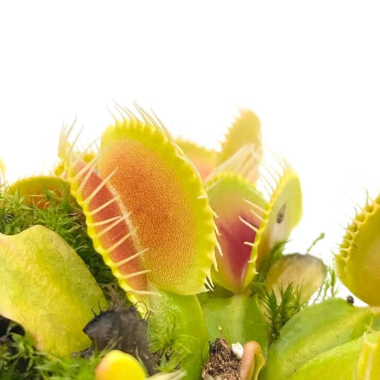 Dionaea muscipula „BCP Phoenix“ 大森食虫植物農園
