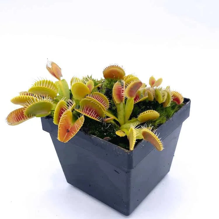 Dionaea muscipula “BCP Phoenix“ 大森食虫植物農園