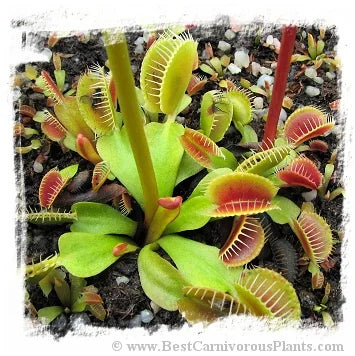 Dionaea muscipula 'BCP Phoenix' [BCP ID# 34-02] / 1株の苗, 1-3 cm 大森食虫植物農園