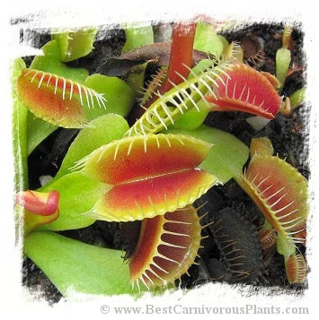 Dionaea muscipula 'BCP Phoenix' [BCP ID# 34-02] / 1株の苗, 1-3 cm 大森食虫植物農園