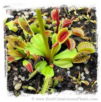Dionaea muscipula 'BCP Phoenix' [BCP ID# 34-02] / 1株の苗, 1-3 cm 大森食虫植物農園