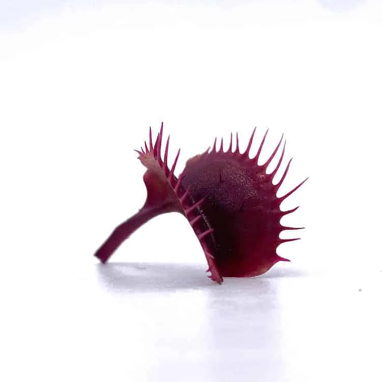 Dionaea muscipula „BCP Red Fused Petiols Clone F4 BCP“ 大森食虫植物農園