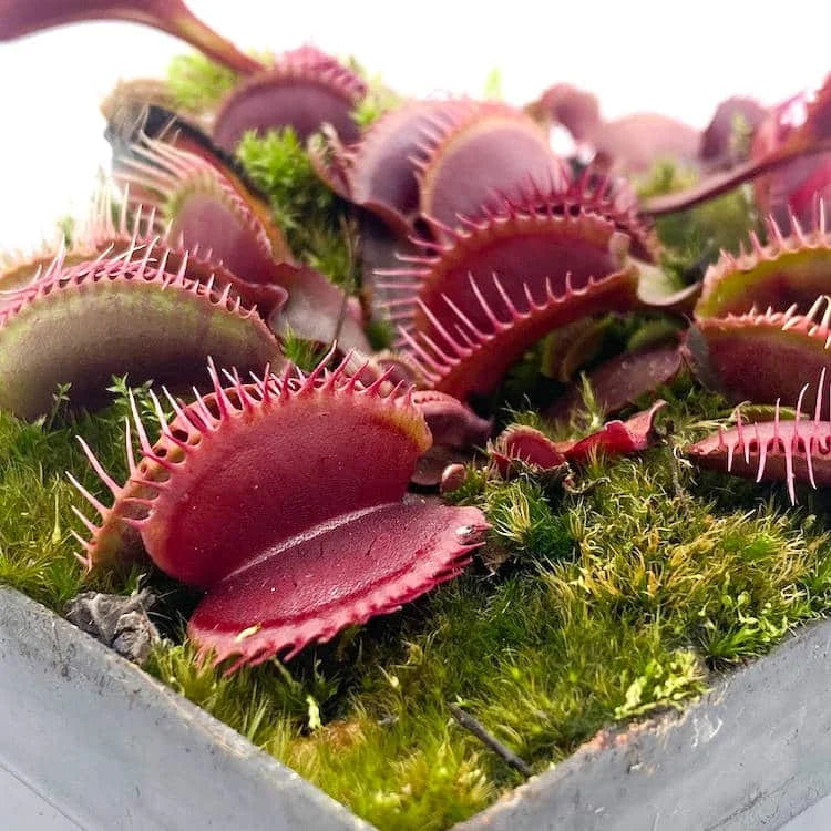 Dionaea muscipula „BCP Red Fused Petiols Clone F4 BCP“ 大森食虫植物農園