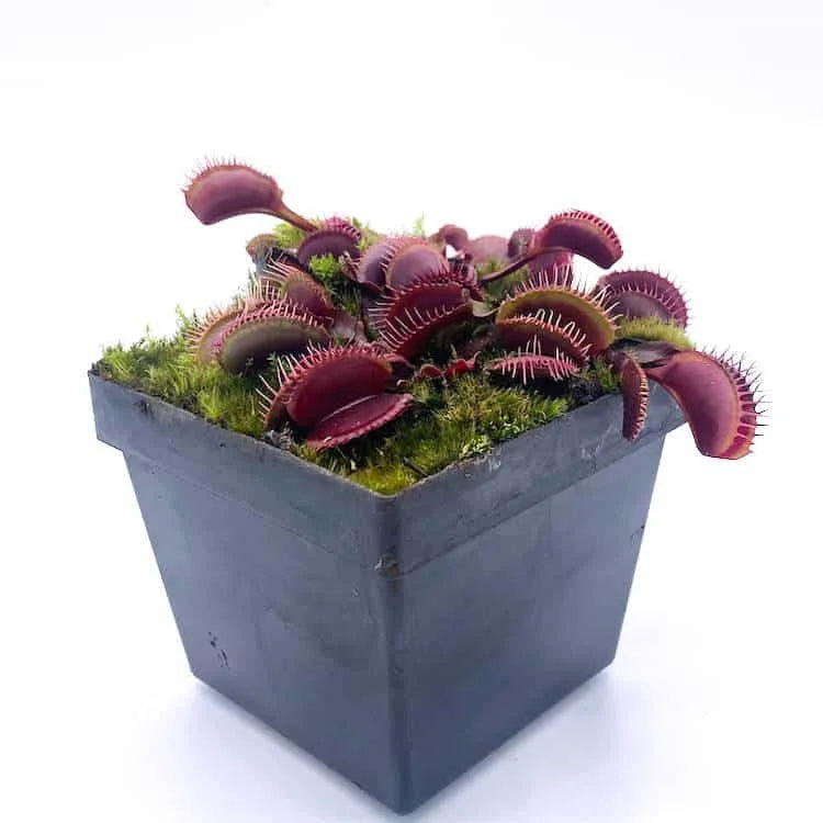 Dionaea muscipula “BCP Red Fused Petiols Clone F4 BCP“ 大森食虫植物農園