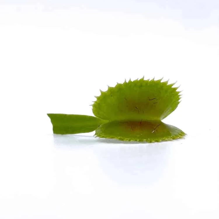 Dionaea muscipula „BCP X 3“ 大森食虫植物農園
