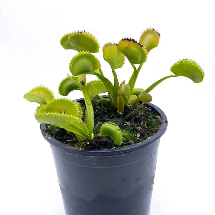 Dionaea muscipula „BCP X 3“ 大森食虫植物農園