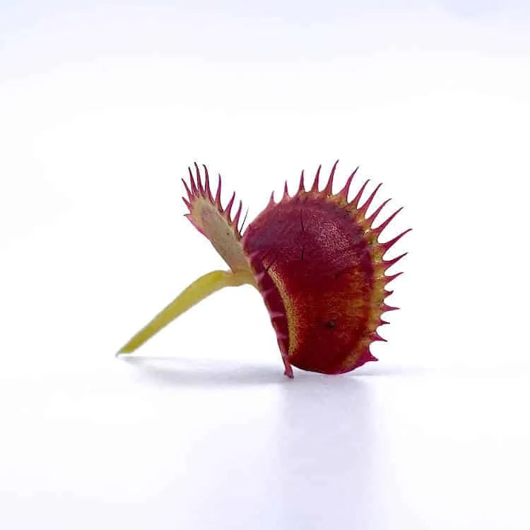 Dionaea muscipula „Bear Trap“ 大森食虫植物農園