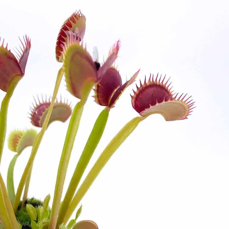 Dionaea muscipula “Bear Trap“ 大森食虫植物農園