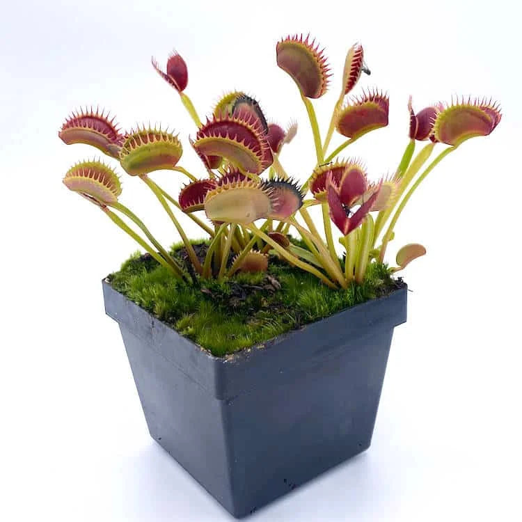 Dionaea muscipula “Bear Trap“ 大森食虫植物農園