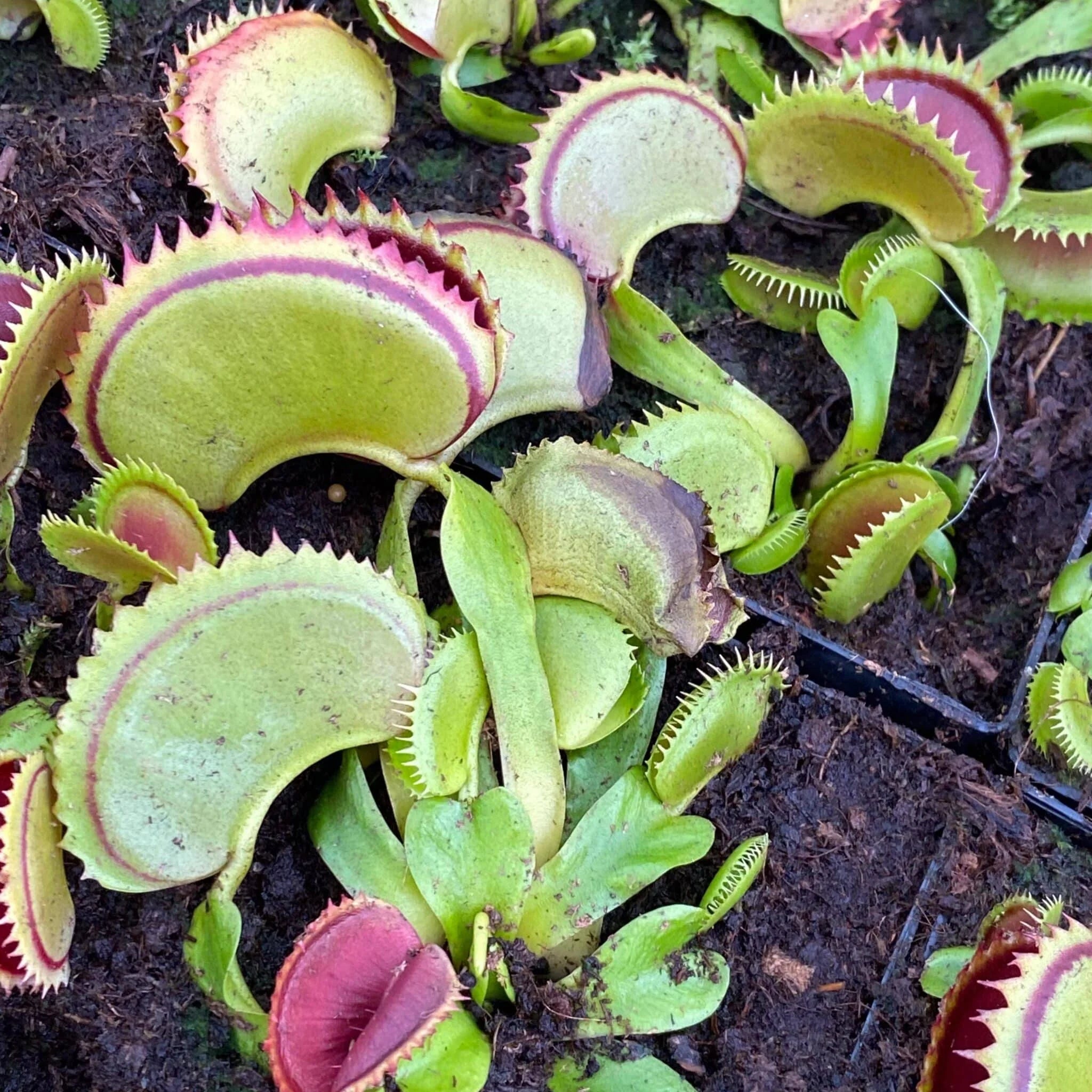 Dionaea muscipula „Big Dracula“ 大森食虫植物農園
